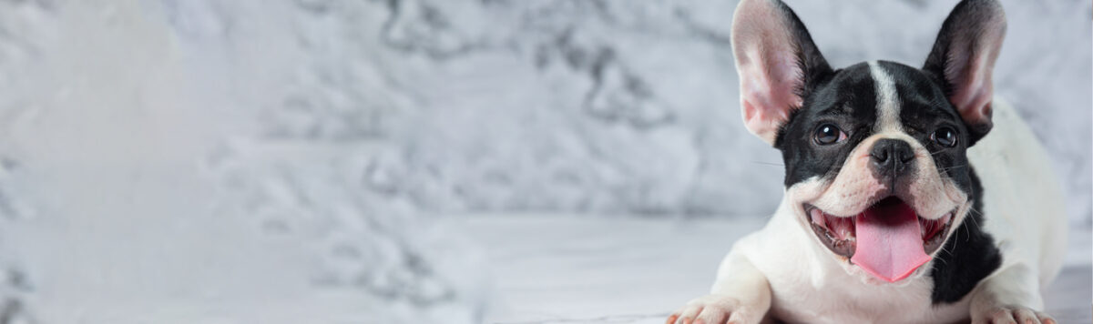 Fluffy French Bulldog Breeder Katy TX-banner