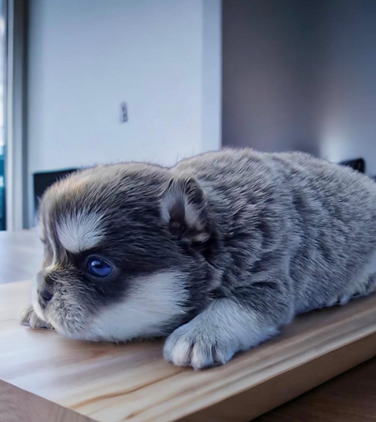 EA Siberian Husky - Imported Pets